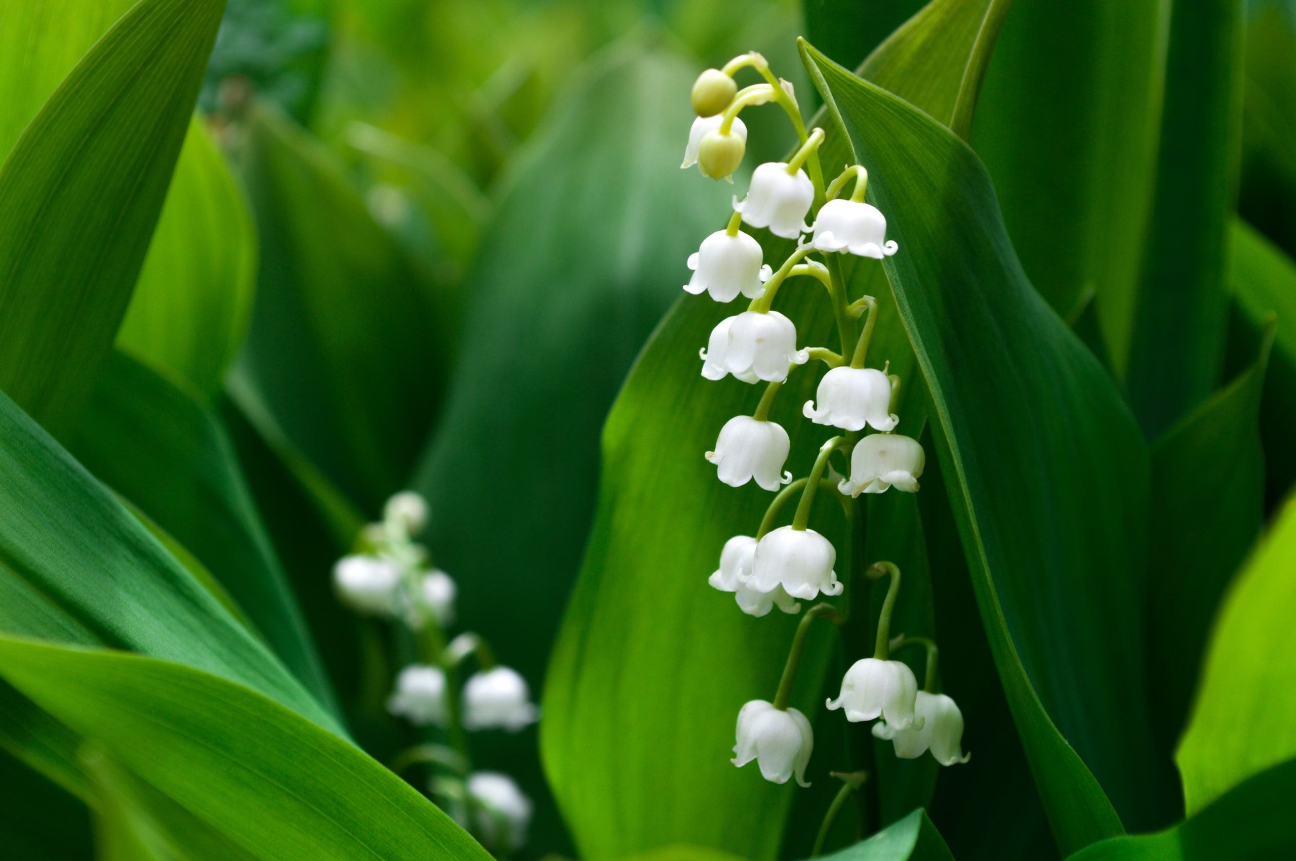 May Birth Flower Lily Of The Valley Amp Hawthorn Growing Family Birth Flowers May Birth