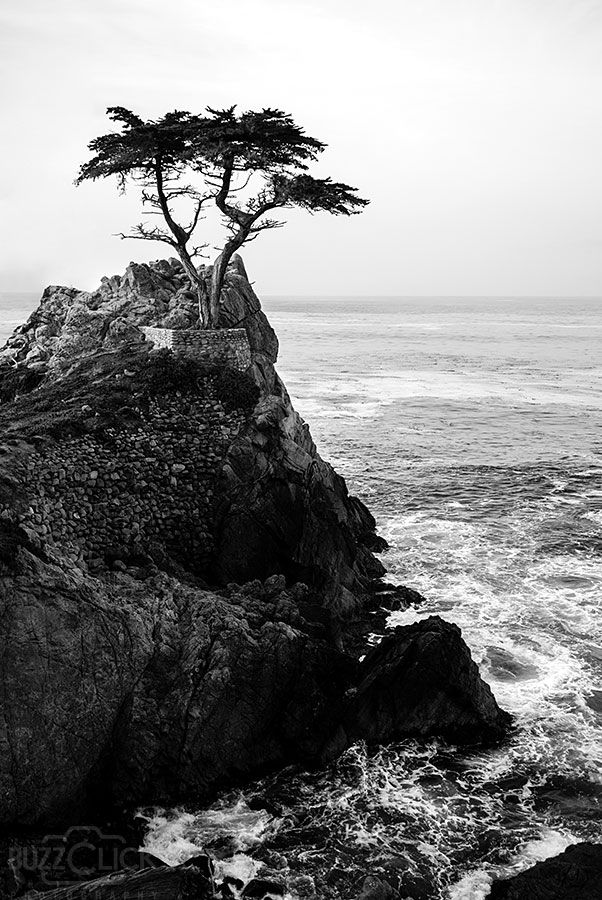 Monterey Cypress Tree Tattoo Burt Everett