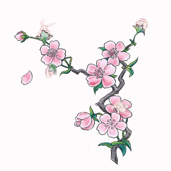 My Cherry Tat By Faerielies On Deviantart Cherry Blossom Drawing