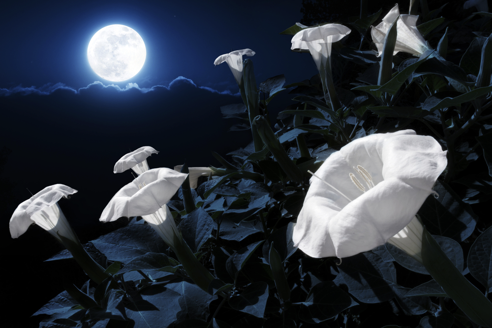 Night Flowers By Sonja Ihalainen Milkyway Flower Flowers Night