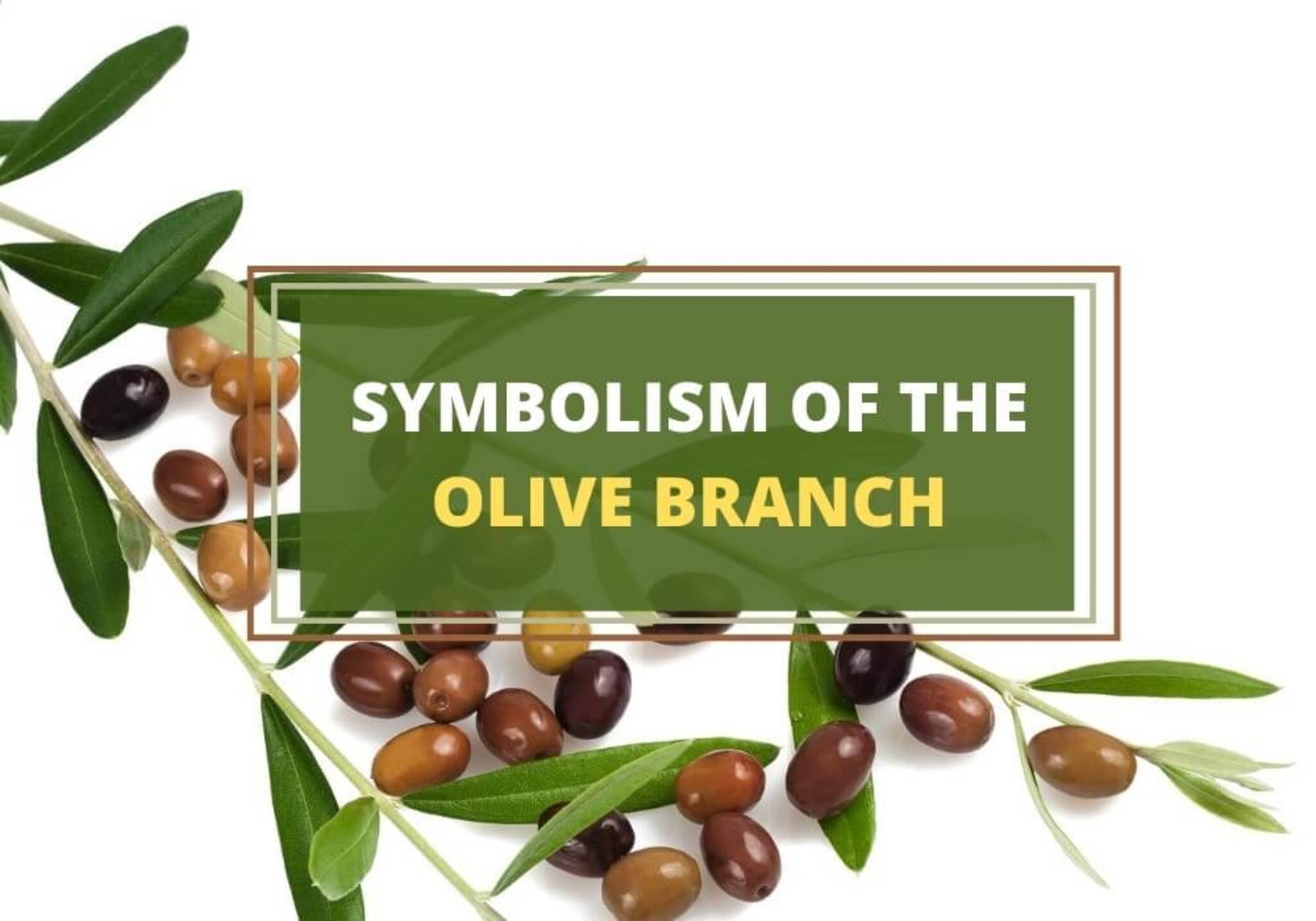 Olive Branch Tattoo Meaning Symbolism Explained Designs Artofit