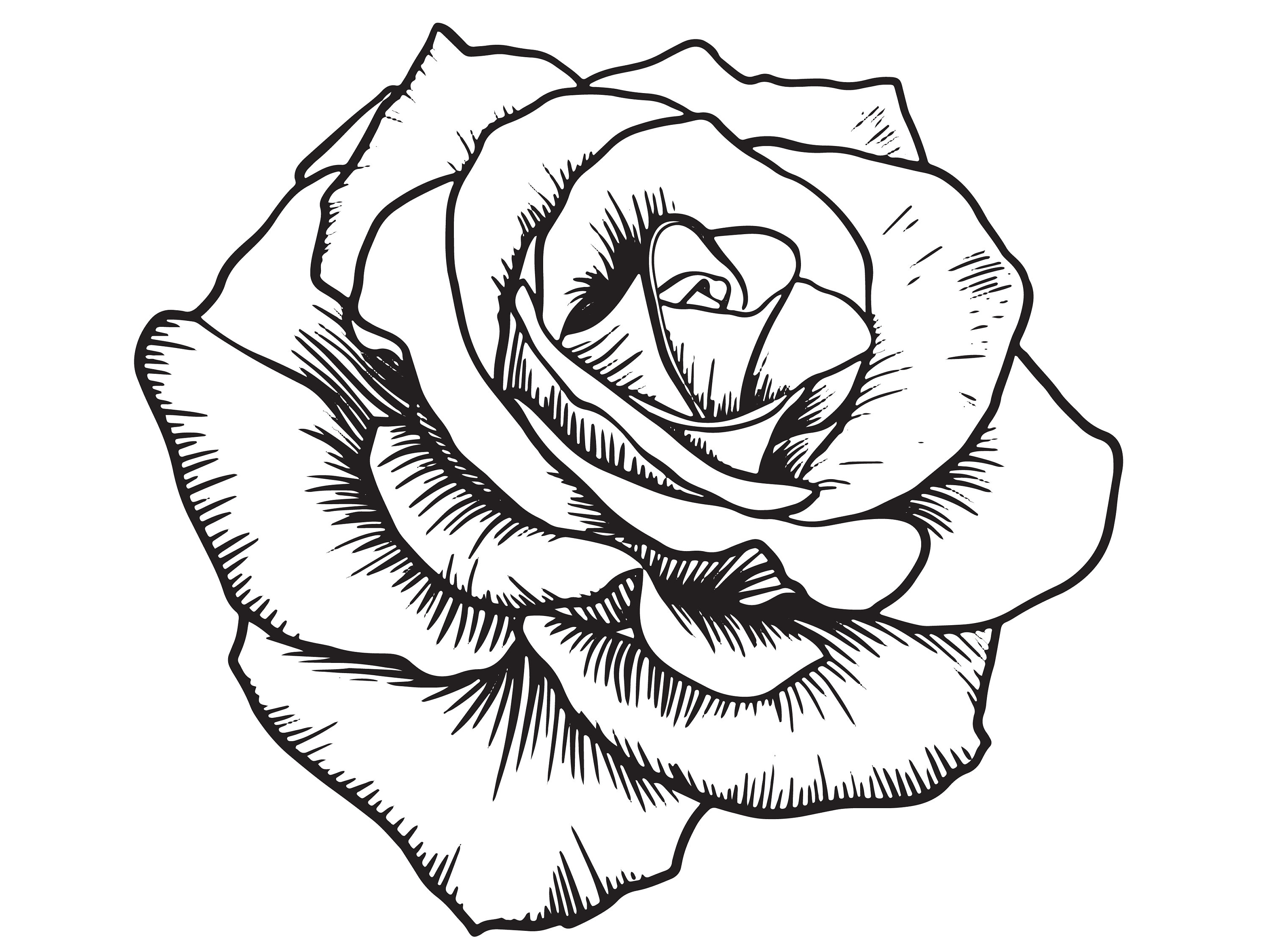 Outline Rose Black And White Drawing Bmp U