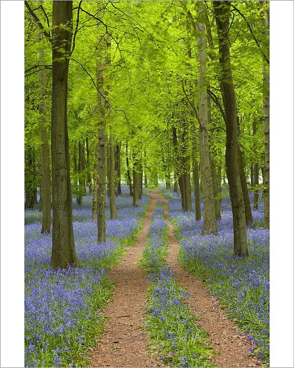 Path Of Wonder Trail Through Bluebells In Dockey Wood Ashridge