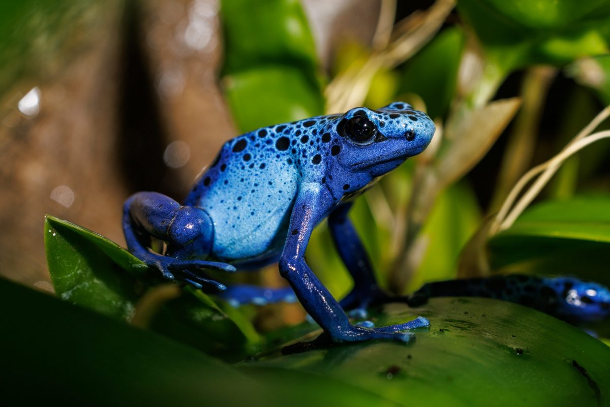 Pin Blue Poison Dart Frog Tattoo On Pinterest Poison Dart Frogs Frog