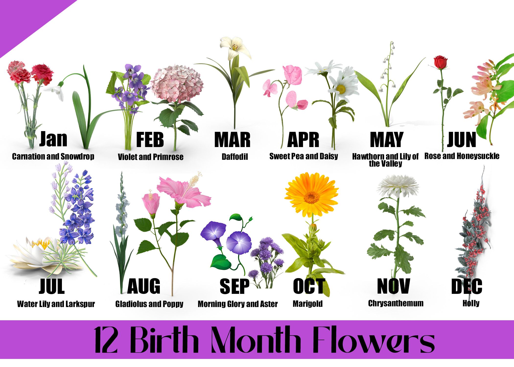 Pin By T On Home Sweet Home In 2024 Birth Flowers May Birth Flowers