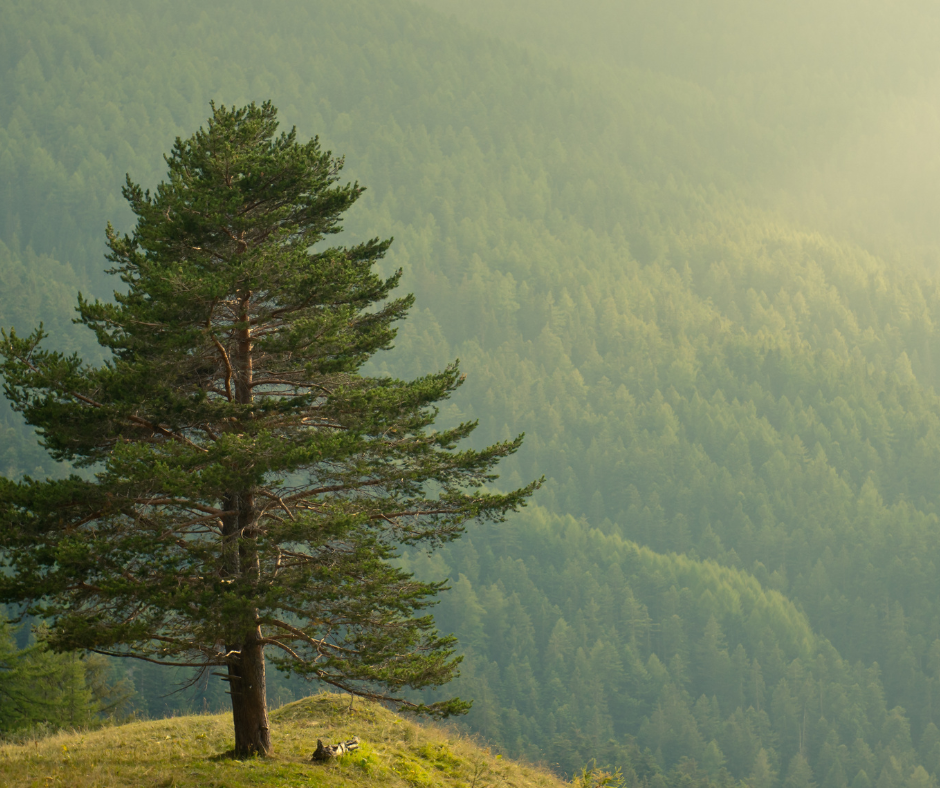 Pine Tree Symbolism And Meaning Explained With Magical Uses