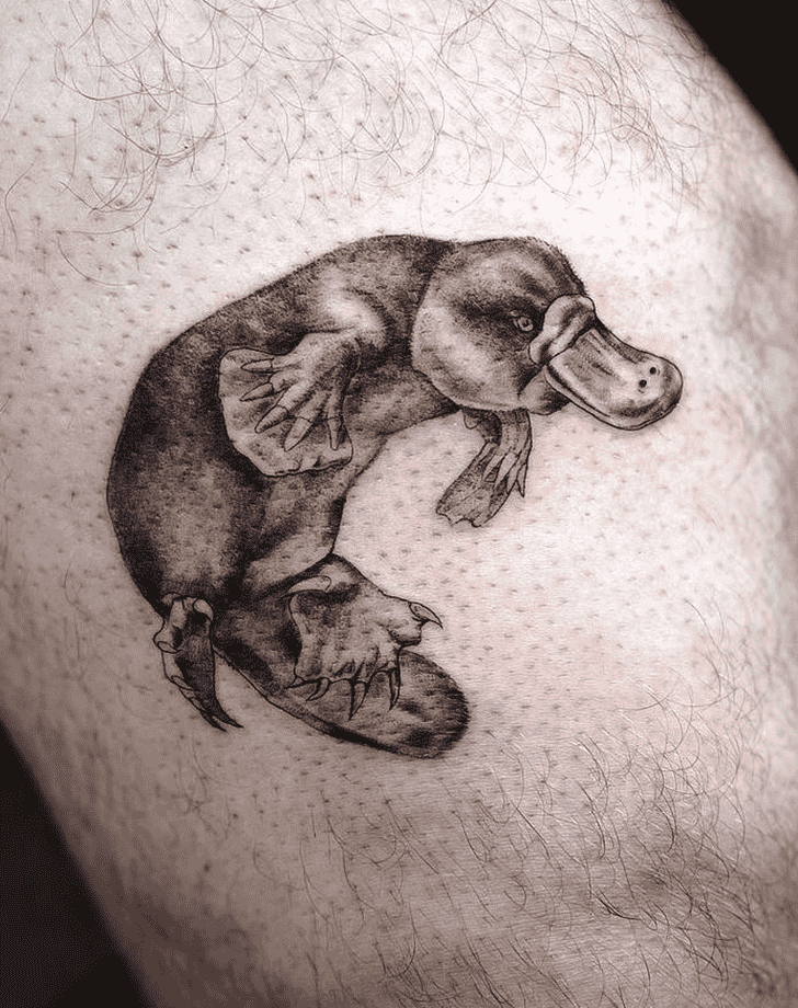 Platypus Tattoo Design Images Platypus Ink Design Ideas Tattoos