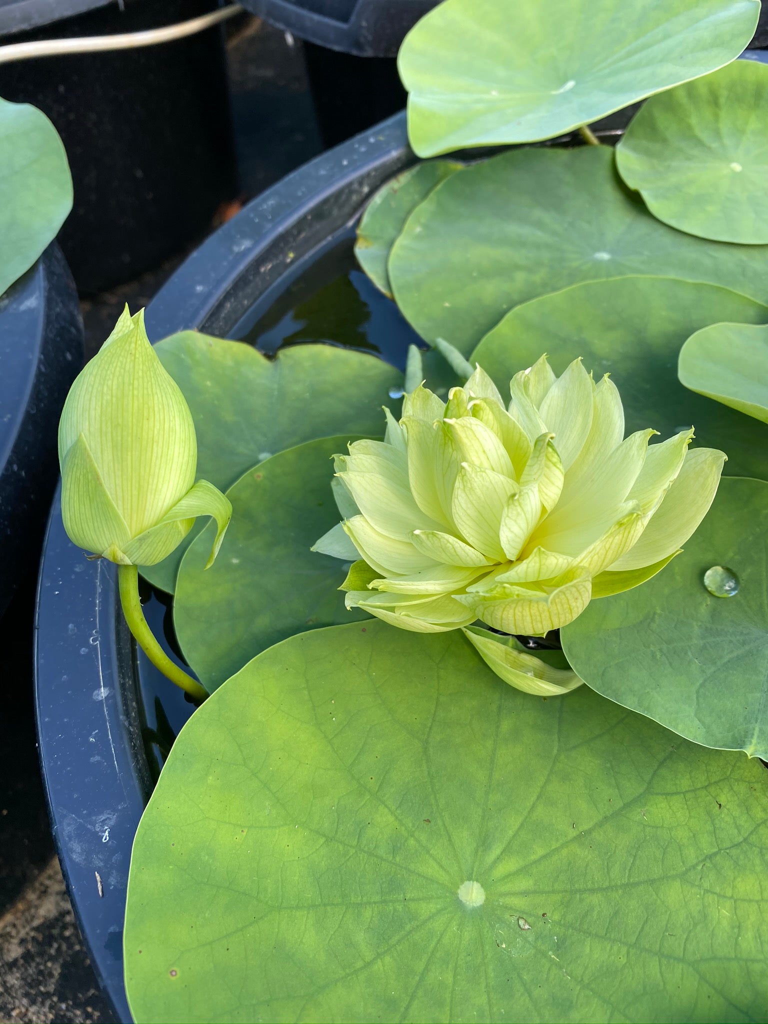 Prairie Star Lotusa Green Lotus Flower Pond Megastore