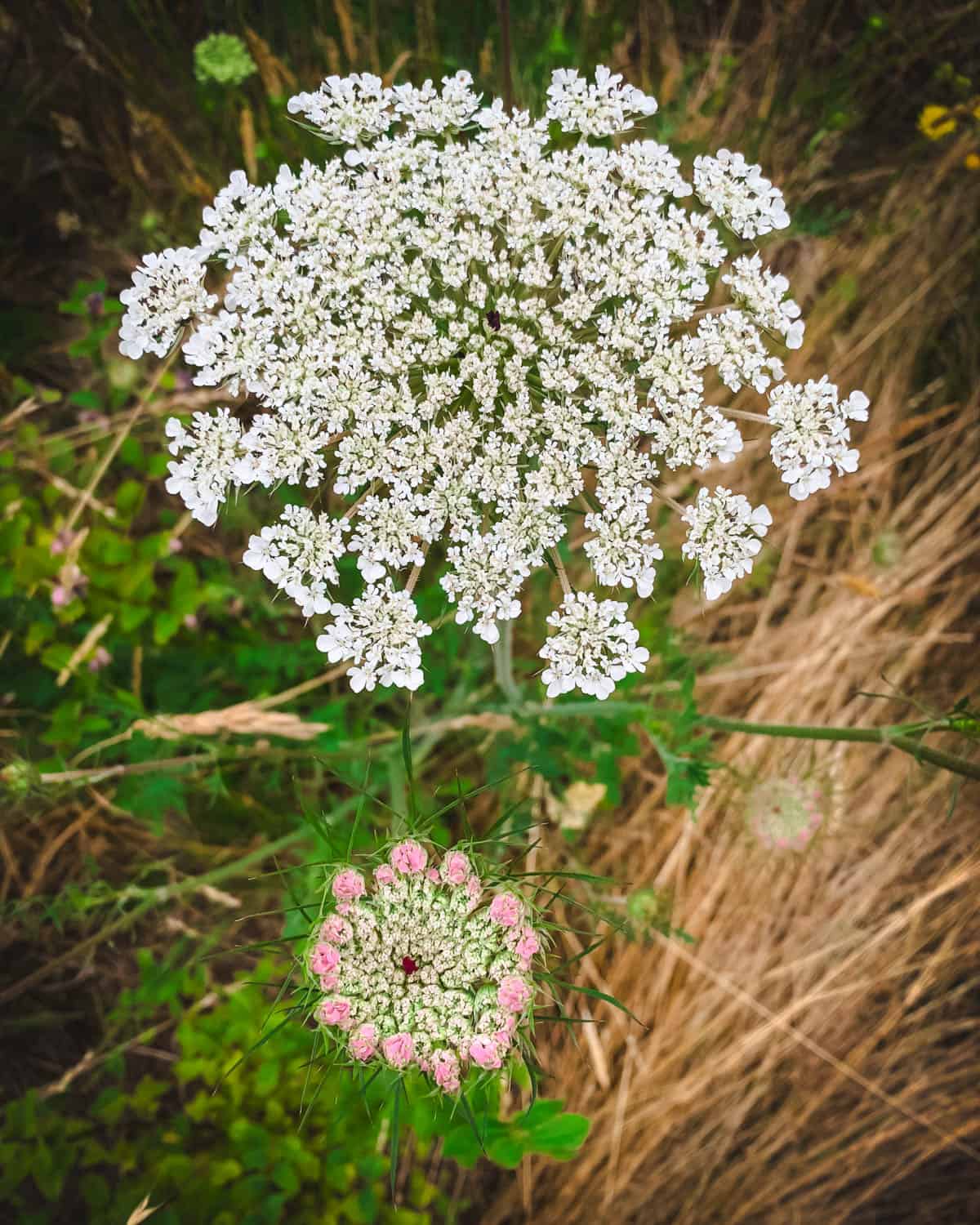 Queen Anne S Lace Flower Tattoos Design Ideas Lace Flower Tattoos