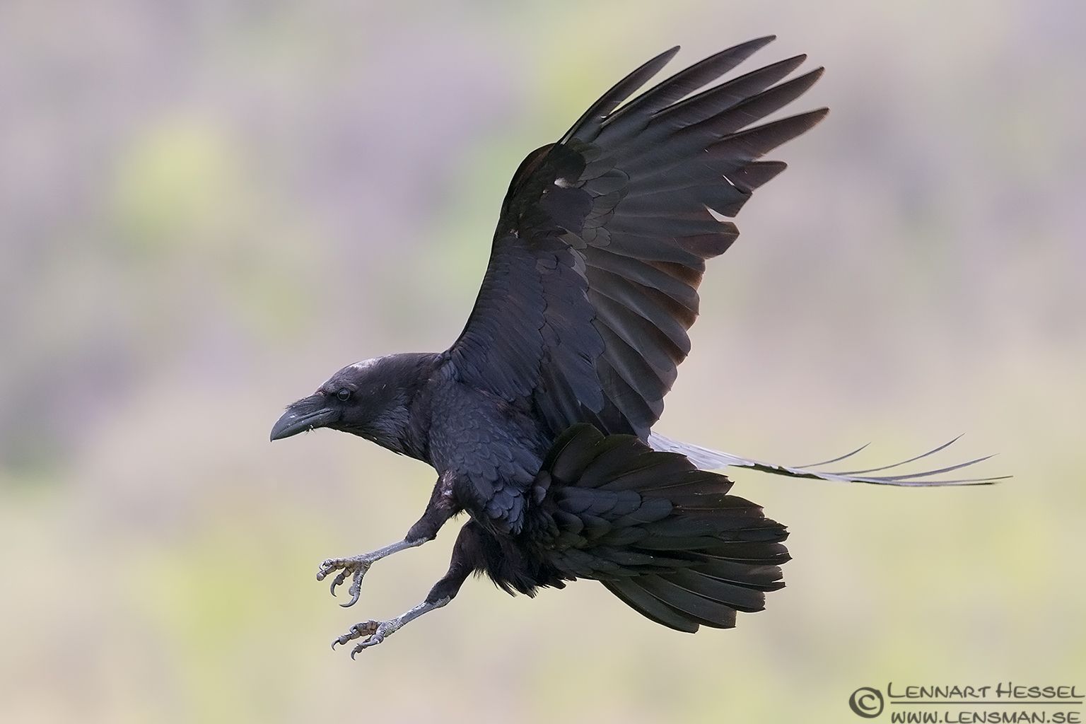 Raven Bird Flying Tattoo