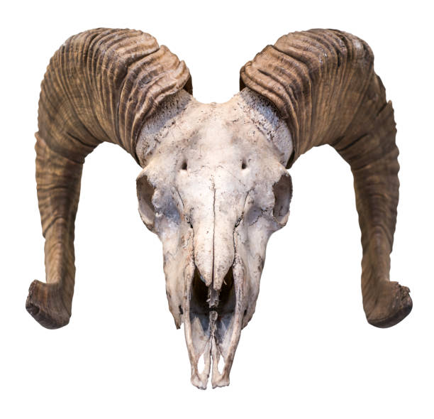 Real Goat Skull Big Horns Etsy