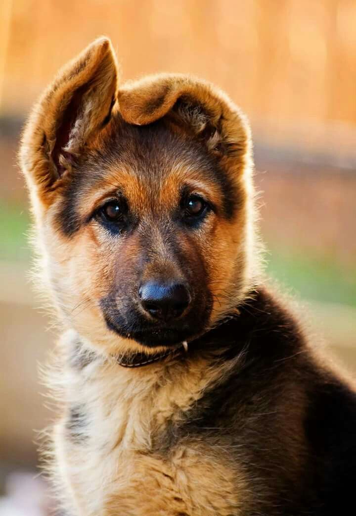 Royalty Free German Shepherd Side View Pictures Images And Stock