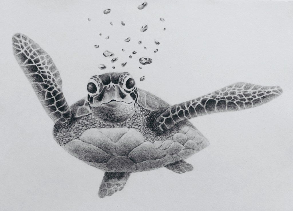 Sea Turtles Tattoo Drawings