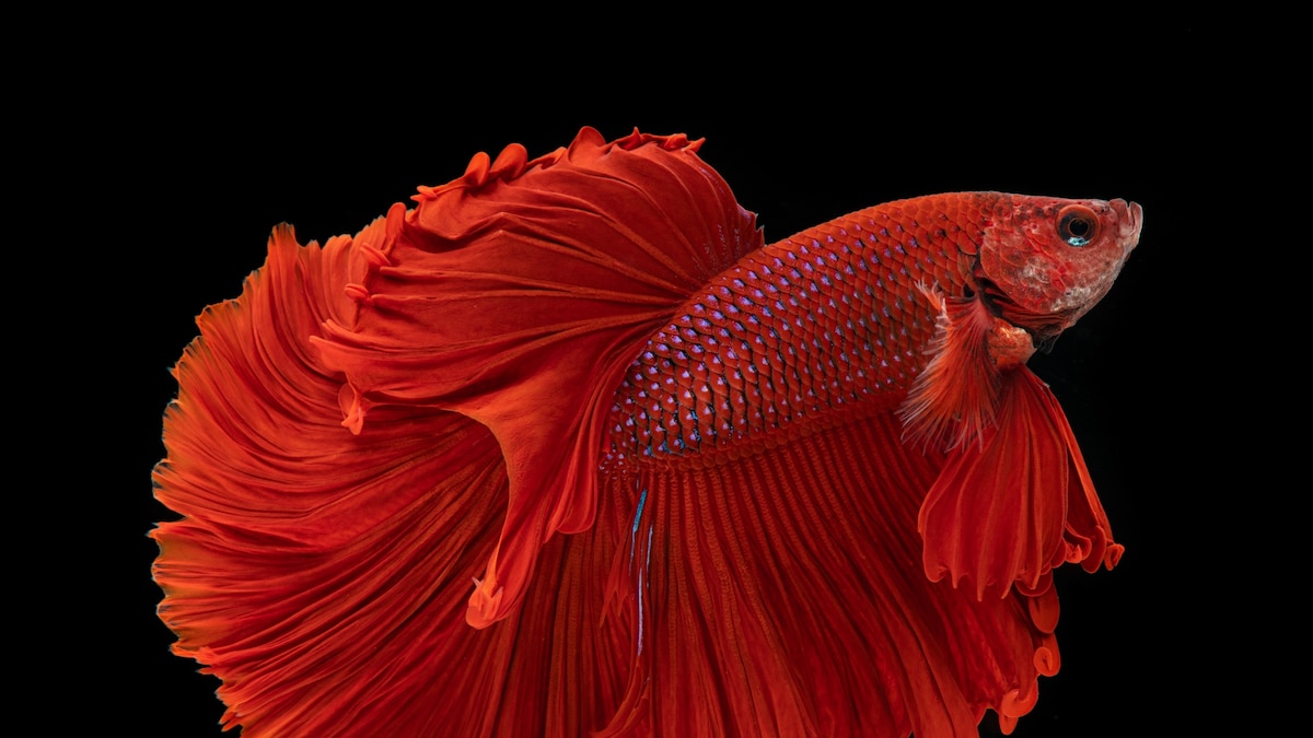 See The Flamboyant Grandeur Of The Common Betta Fish