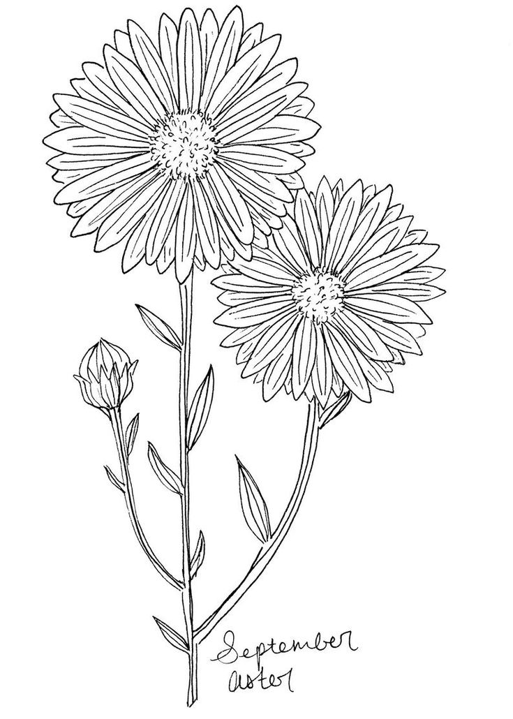 September Birth Flower: Aster Drawing Guide