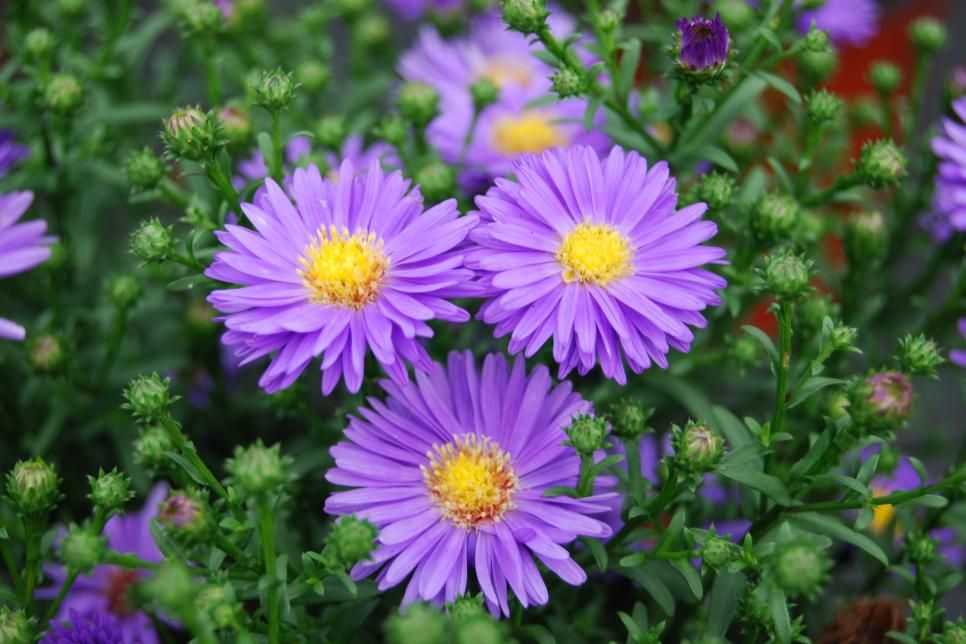 September Flowers Aster Morning Glory Forget Me Not Artist