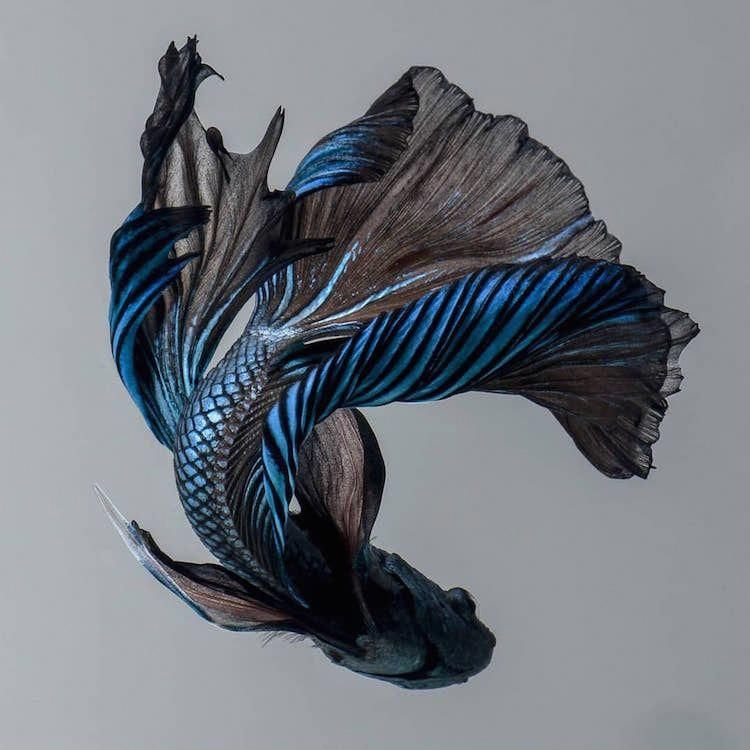 Siamese Fighting Fish In Pastels Betta Fish Tattoo Fish Tattoos