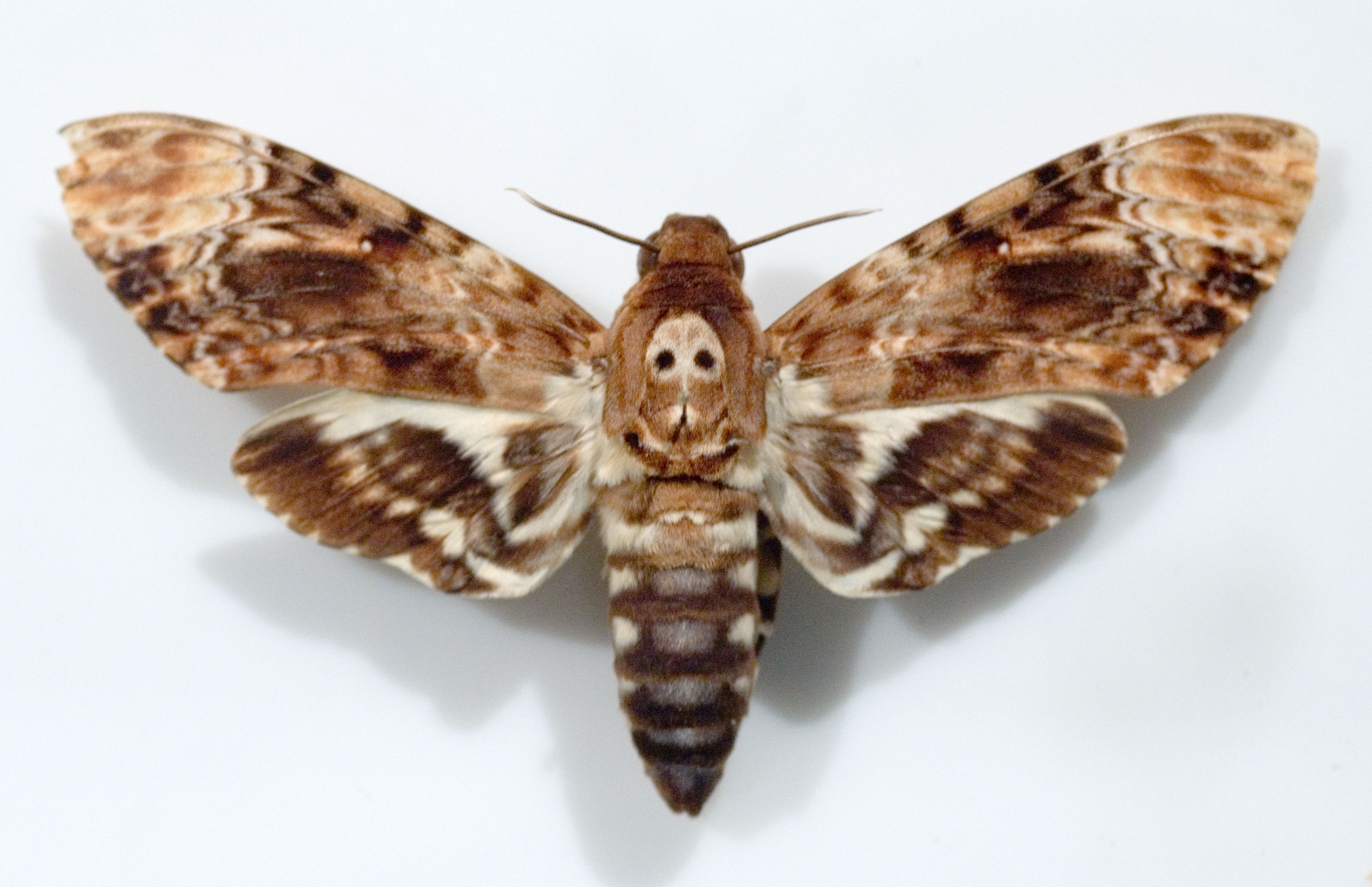 Skull With Deaths Head Hawk Moth Sitting On His Mouth Tattoo Style