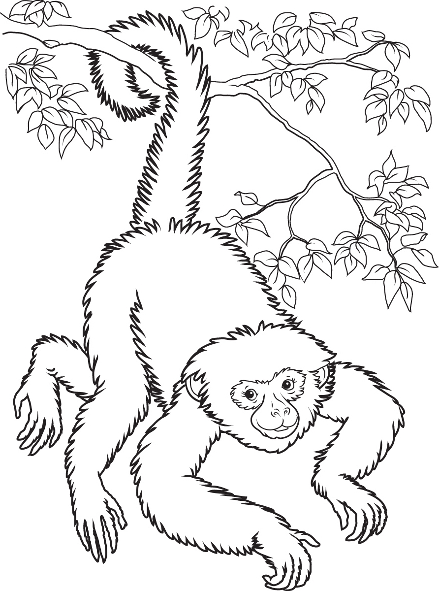 Spider Monkey Coloring Page Free Download Artus Art