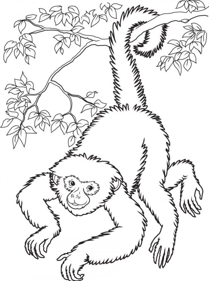 Spider Monkey Coloring Page