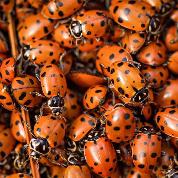 Swarm Of Ladybugs Spiritual Meaning 5 Signs For You