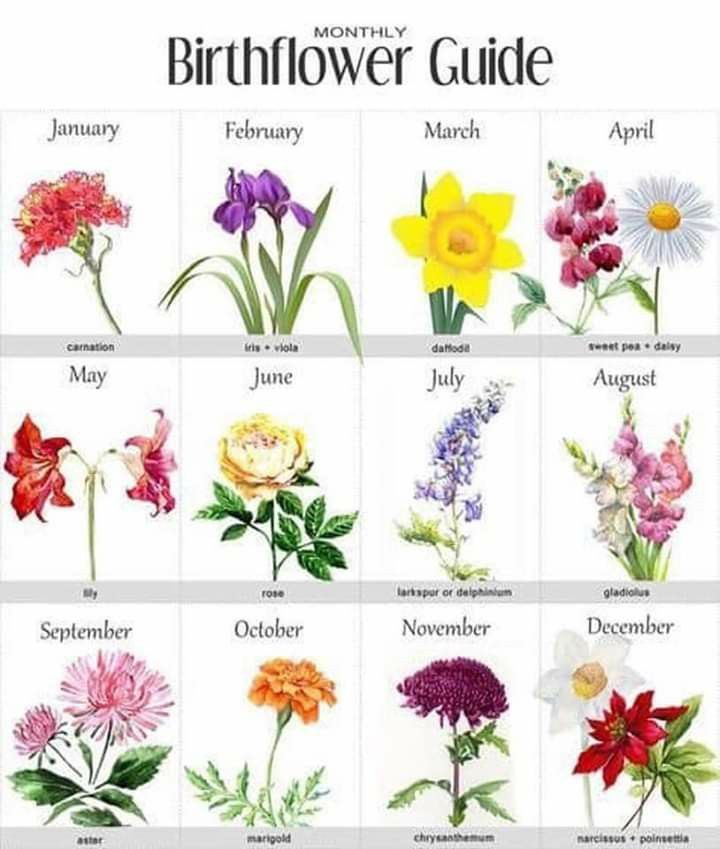 The Flower Guide For Birth Flowers