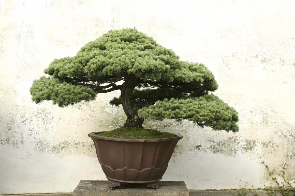 The Meaning Behind Bonsai Tree Tattoos A Symbol Of Beauty And Balance