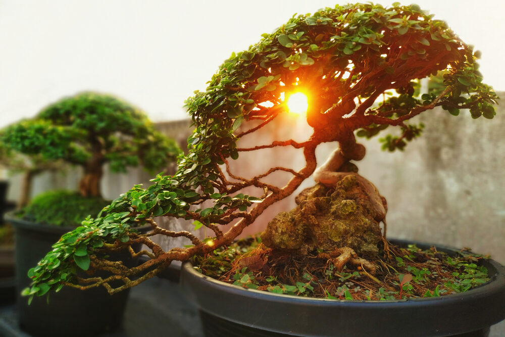 The Meaning Of Bonsai Bonsai Tree Symbolism Bonsai 2 U Blog