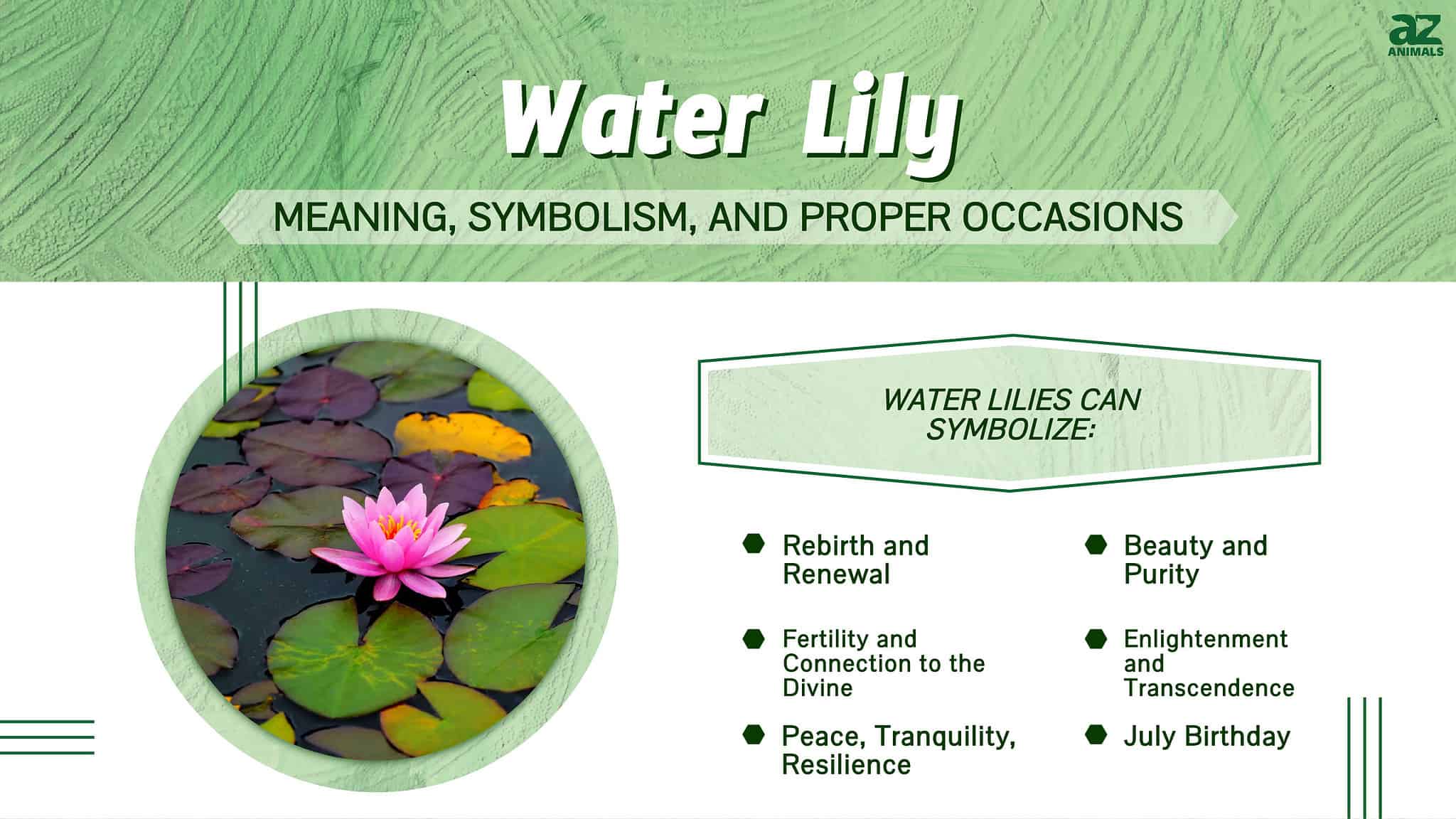 The Symbolism Of Water Lilies Meanings And Mysteries