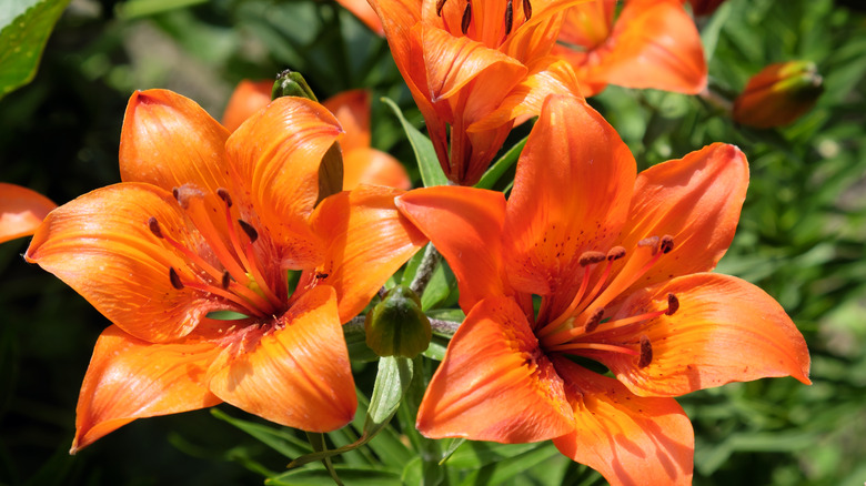 Tiger Lilies A Curl Of A Petal Can Melt Any Beast S Heart Www