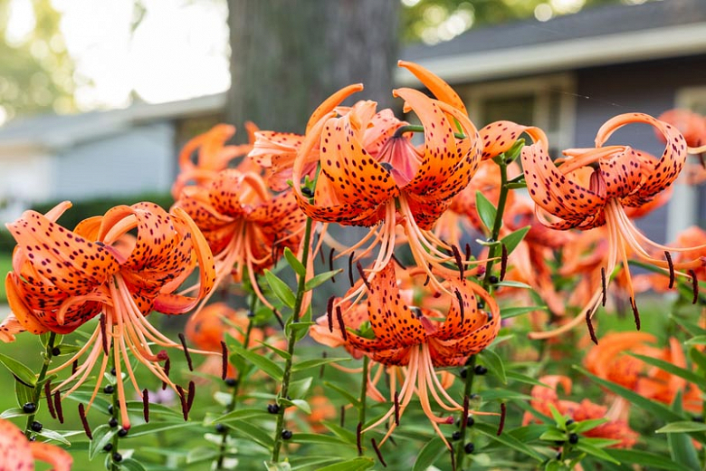 Tiger Lilies Photograph By Ramona Johnston