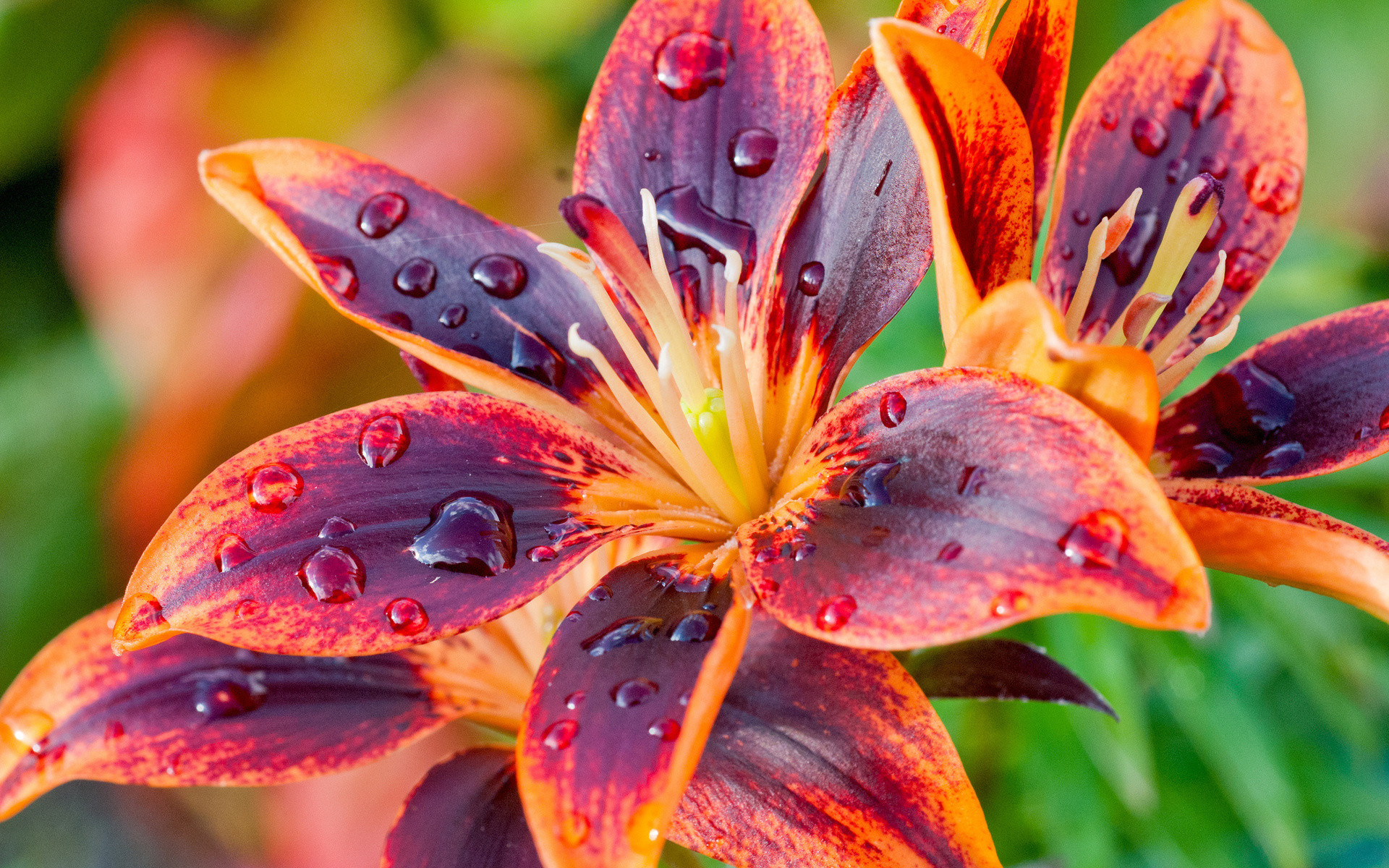 Tiger Lily Petals Isolated On White Background Stock Photo Image Of