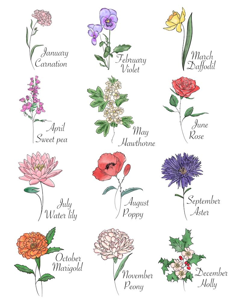 Watercolour Asters How To Draw And Paint September Amp 39 S Birth Month Flower Youtu Flower