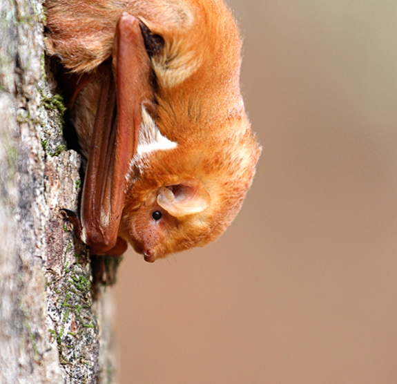 We Love Bats And We Love Tattoos So You Can Imagine How We Feel About