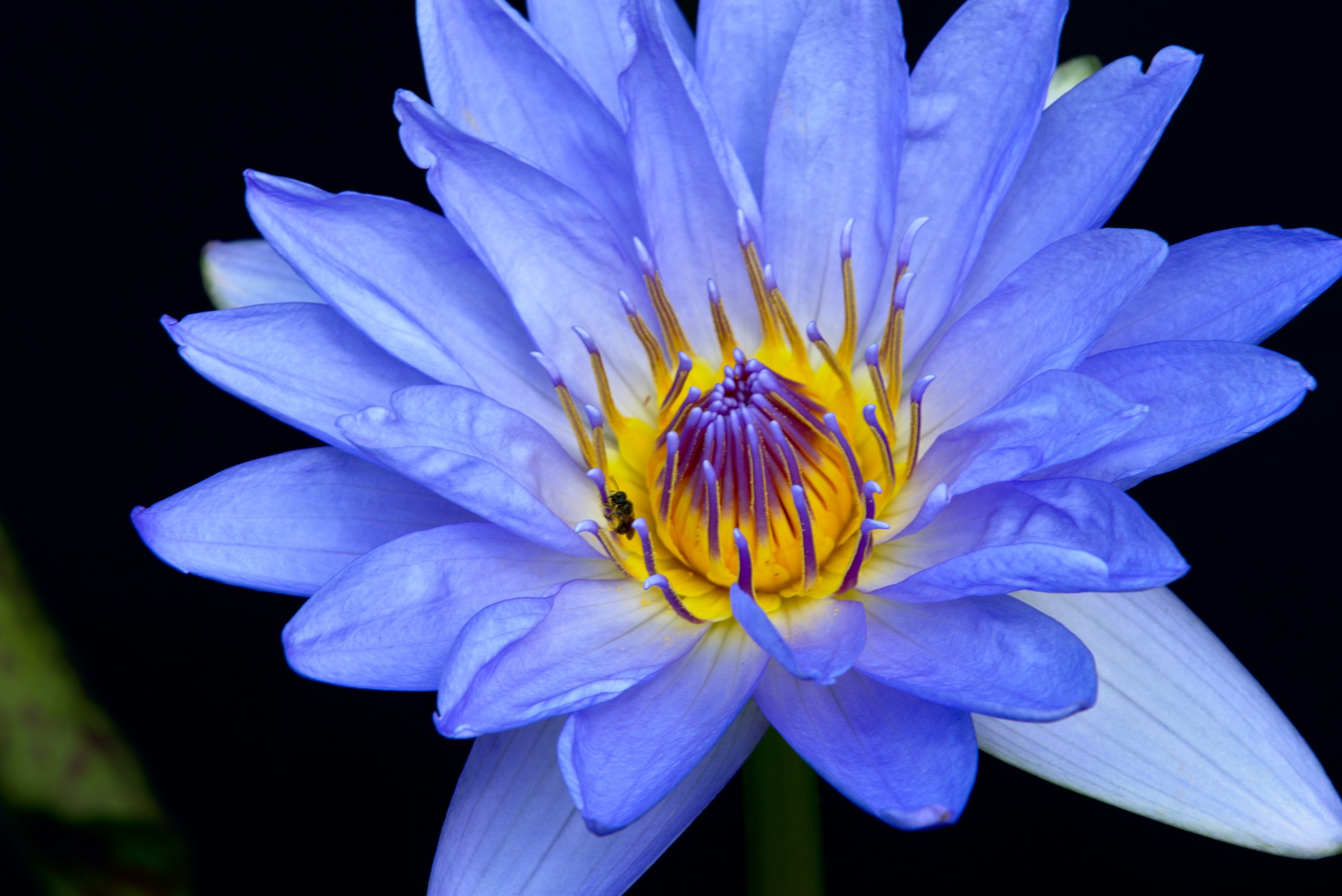 What Is Blue Lotus Flower Benefits And How To Use