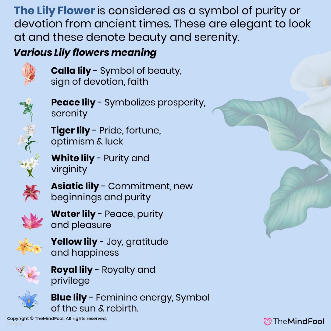 What Is The Spiritual Meaning And Symbolism Of Lilies