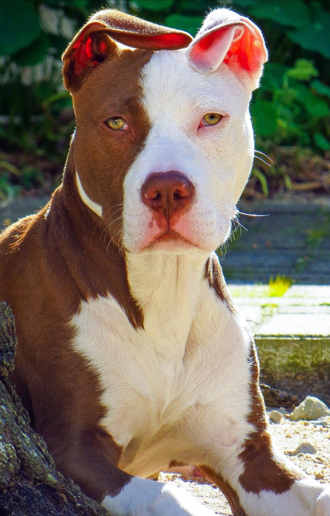 5 Unbelievable Photos of a White Pitbull Riding a Shark