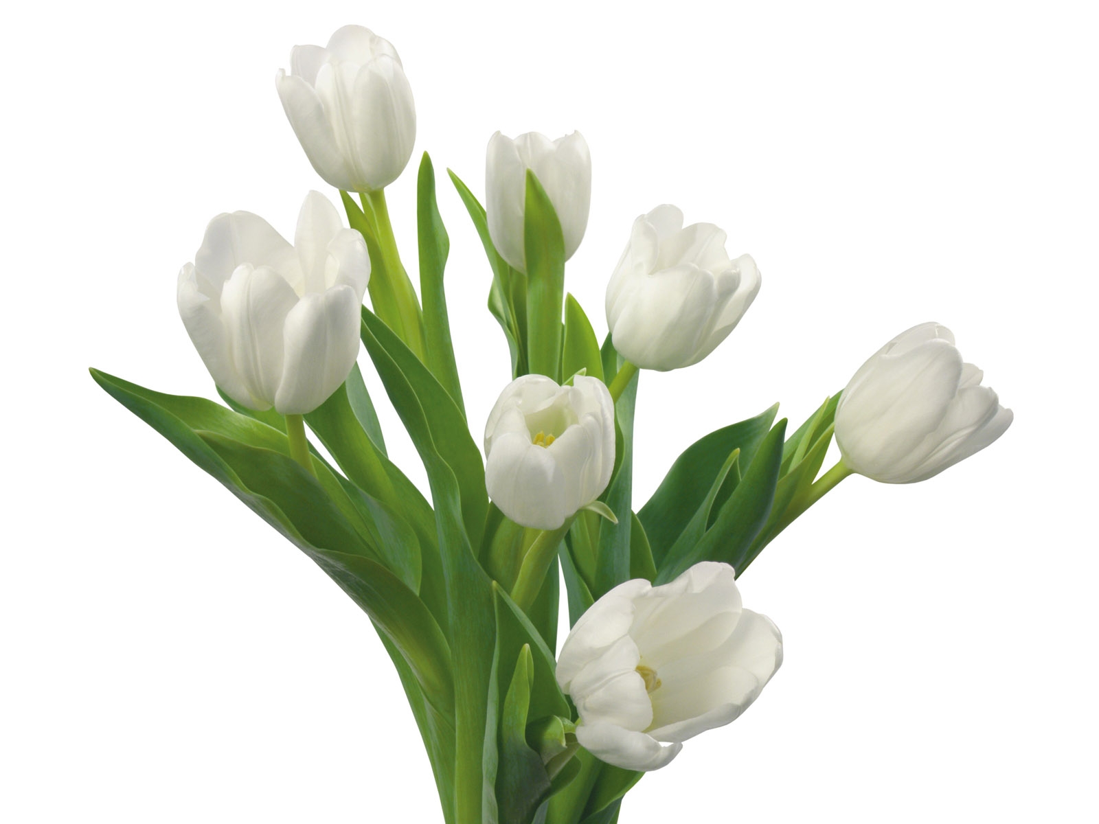 White Tulip Flower With Hearts Side View Beautiful Tulip With Leaves