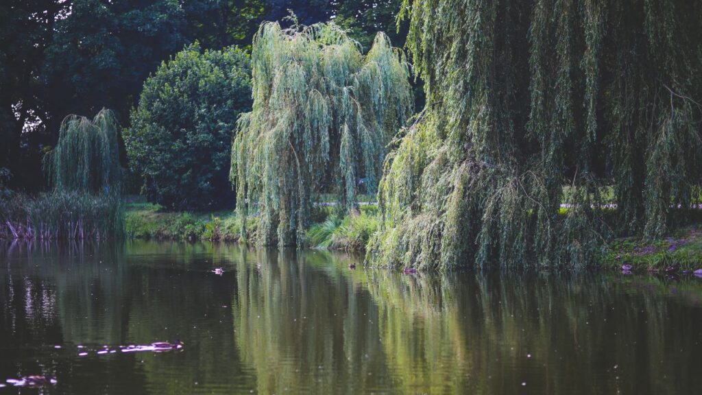 Willow Tree Symbolism And Meaning Artofit